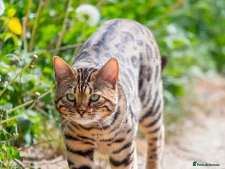 Bengal cats Unregistered bengal breeding pair - Advert 1