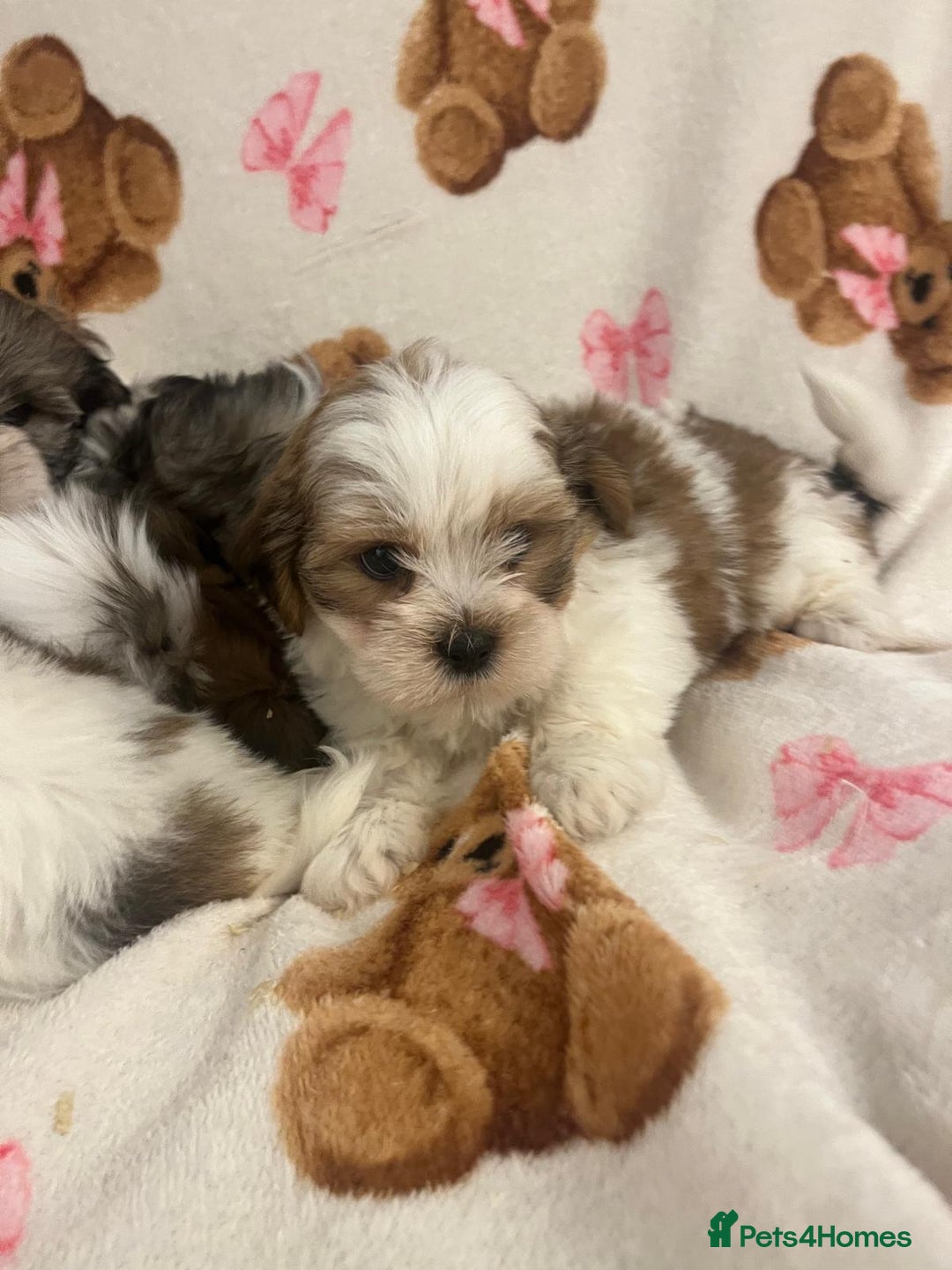 Shih Tzu dogs for sale: Shih Tzu Puppies  - Advert 10