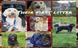 Goldendoodle dogs for sale: Quality goldendoodle puppies  - Image 11