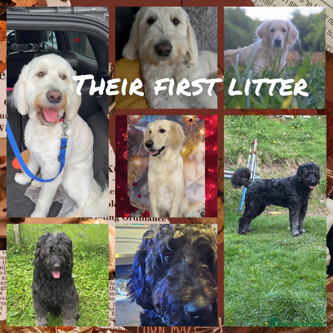 Goldendoodle dogs for sale: Quality goldendoodle puppies  - Image 11