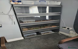 Boa Snake reptiles for sale: Reptile holiday boarding  - Image 2