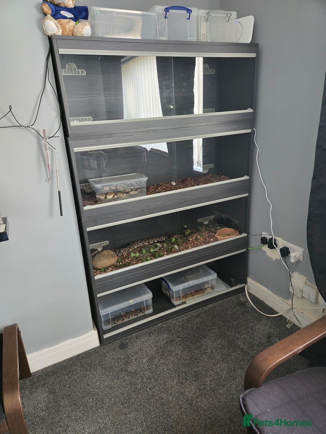 Boa Snake reptiles for sale: Reptile holiday boarding  - Image 2