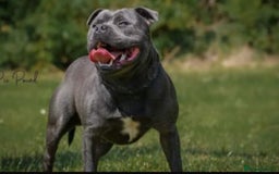 Staffordshire Bull Terrier dogs for sale: True Example Staffordshire bull Terrier Puppies KC - Image 8