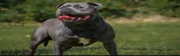 Staffordshire Bull Terrier dogs for sale: True Example Staffordshire bull Terrier Puppies KC - Advert 8