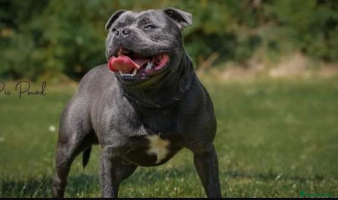 Staffordshire Bull Terrier dogs for sale: True Example Staffordshire bull Terrier Puppies KC - Image 8