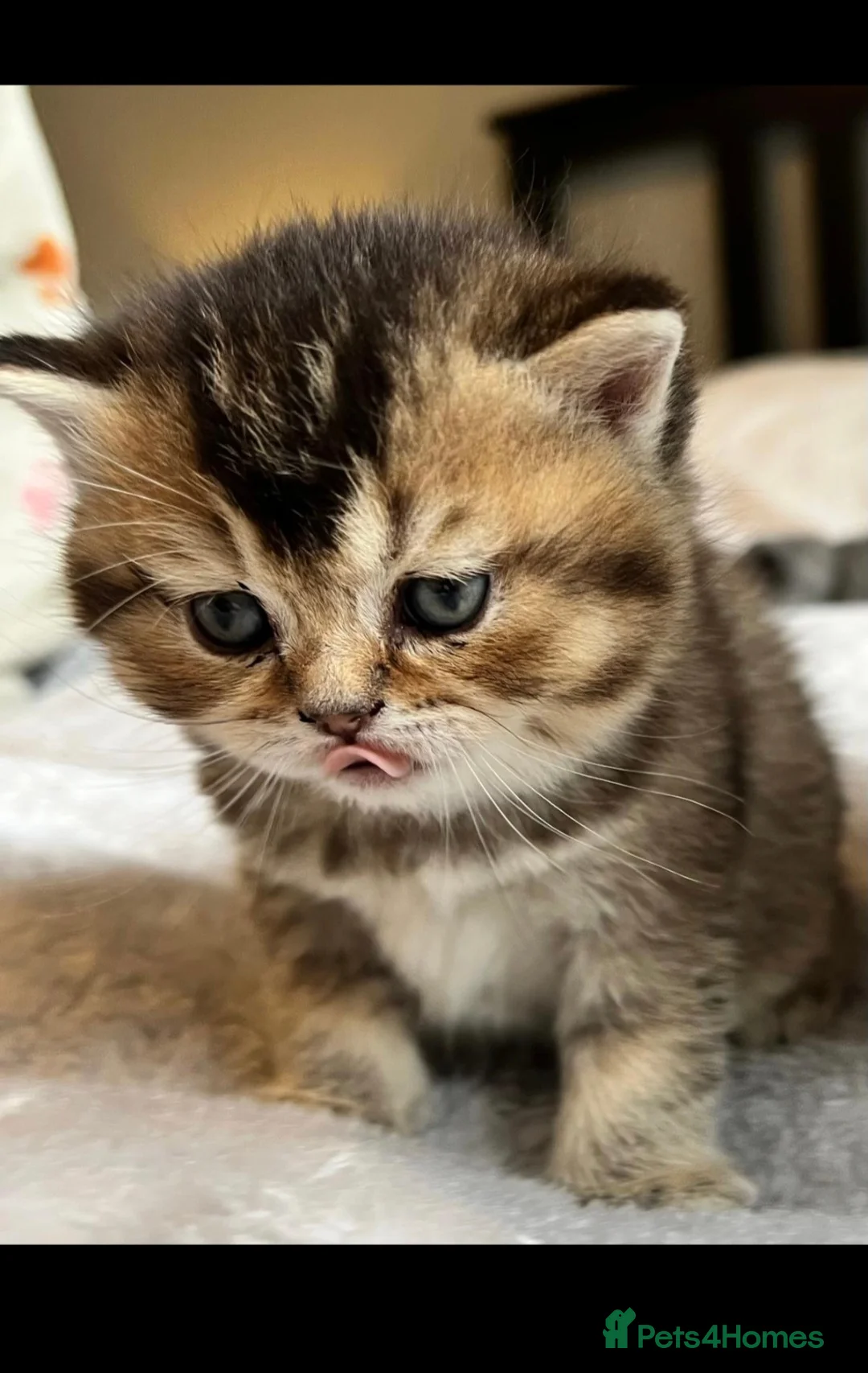 Scottish Fold cats for sale: 🐾 Adorable Scottish Fold Kittens  - Advert 2