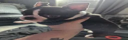 Boston Terrier dogs for sale: Last female Boston  - Advert 5