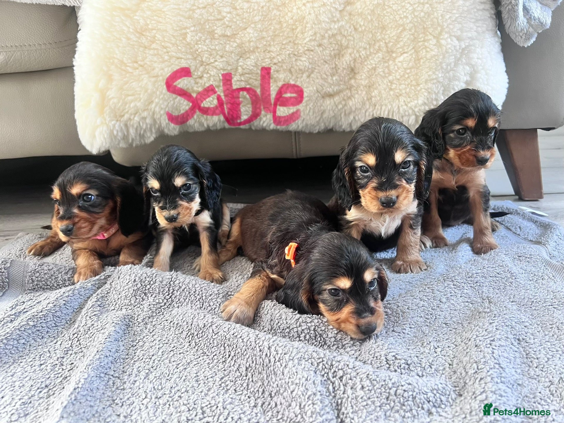 Cocker Spaniel dogs Stunning Show type cocker spaniels - Advert 2