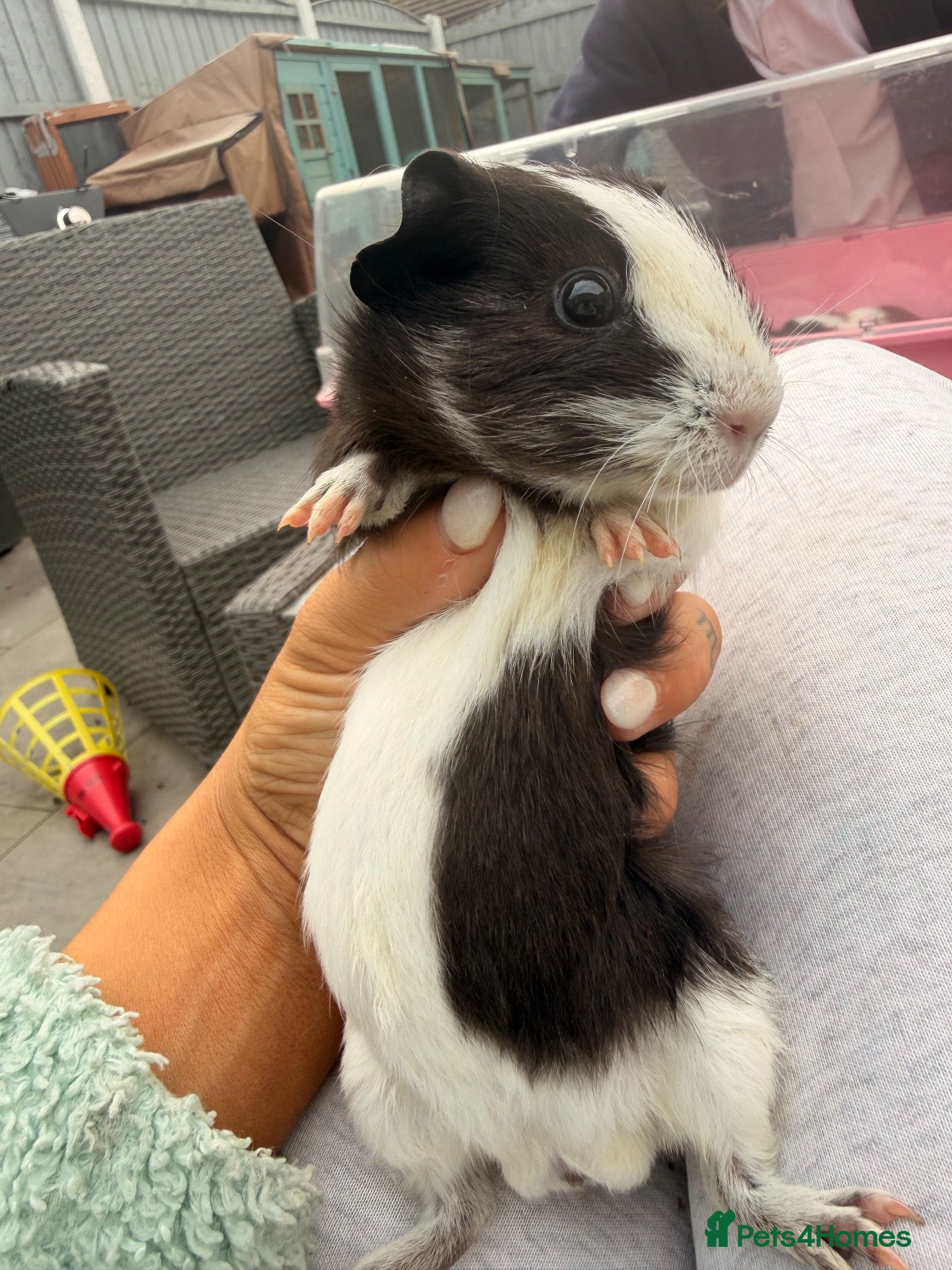 Guinea Pig rodents Baby guinea pigs ready now - Advert 1
