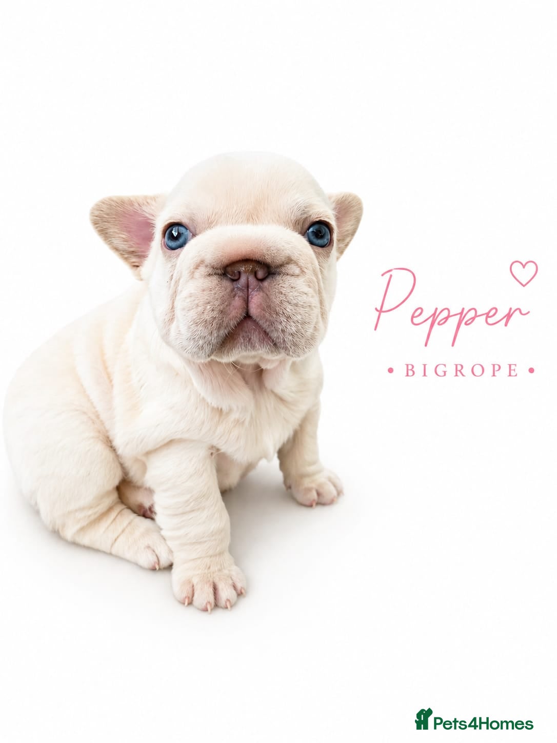 French Bulldog dogs Last 3 girls left out of a litter of 8 Frenchies  - Advert 12