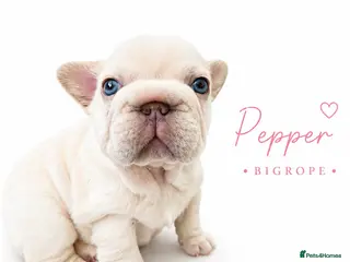 French Bulldog dogs Last 3 girls left out of a litter of 8 Frenchies - Advert 11