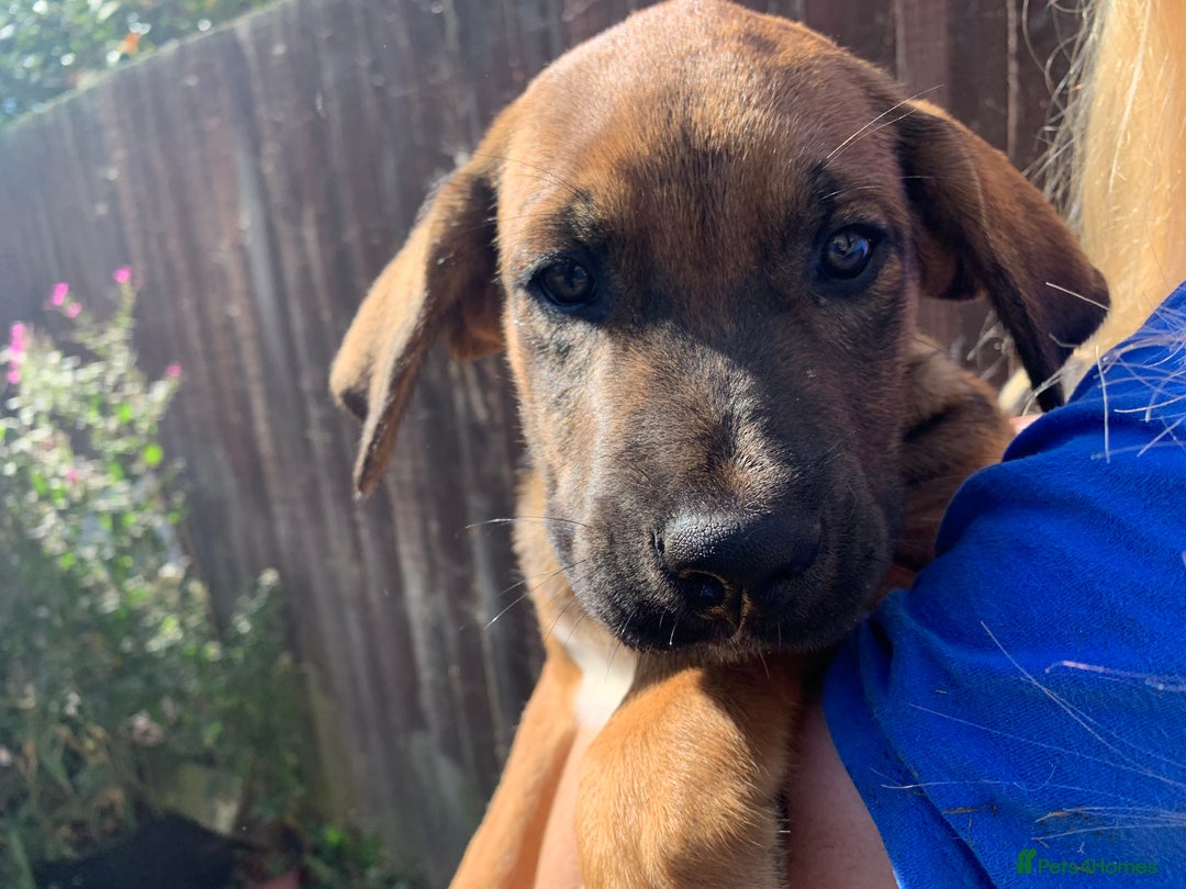 Mixed Breed dogs for sale: Cane corso X Alaskan malamute surprise litter  - Image 26