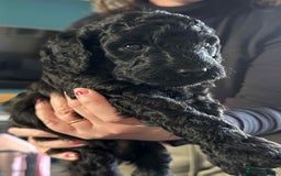 Labradoodle dogs for sale: Beautiful, Well Bred F1b Labradoodle Puppies - Image 23