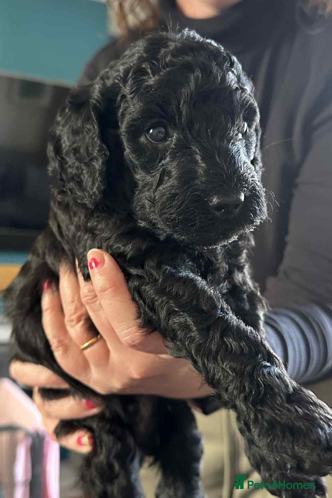 Labradoodle dogs for sale: Beautiful, Well Bred F1b Labradoodle Puppies - Image 23