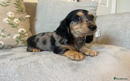 Miniature Dachshund dogs for sale: READY NOW Miniature long hair dachshund  - Image 21