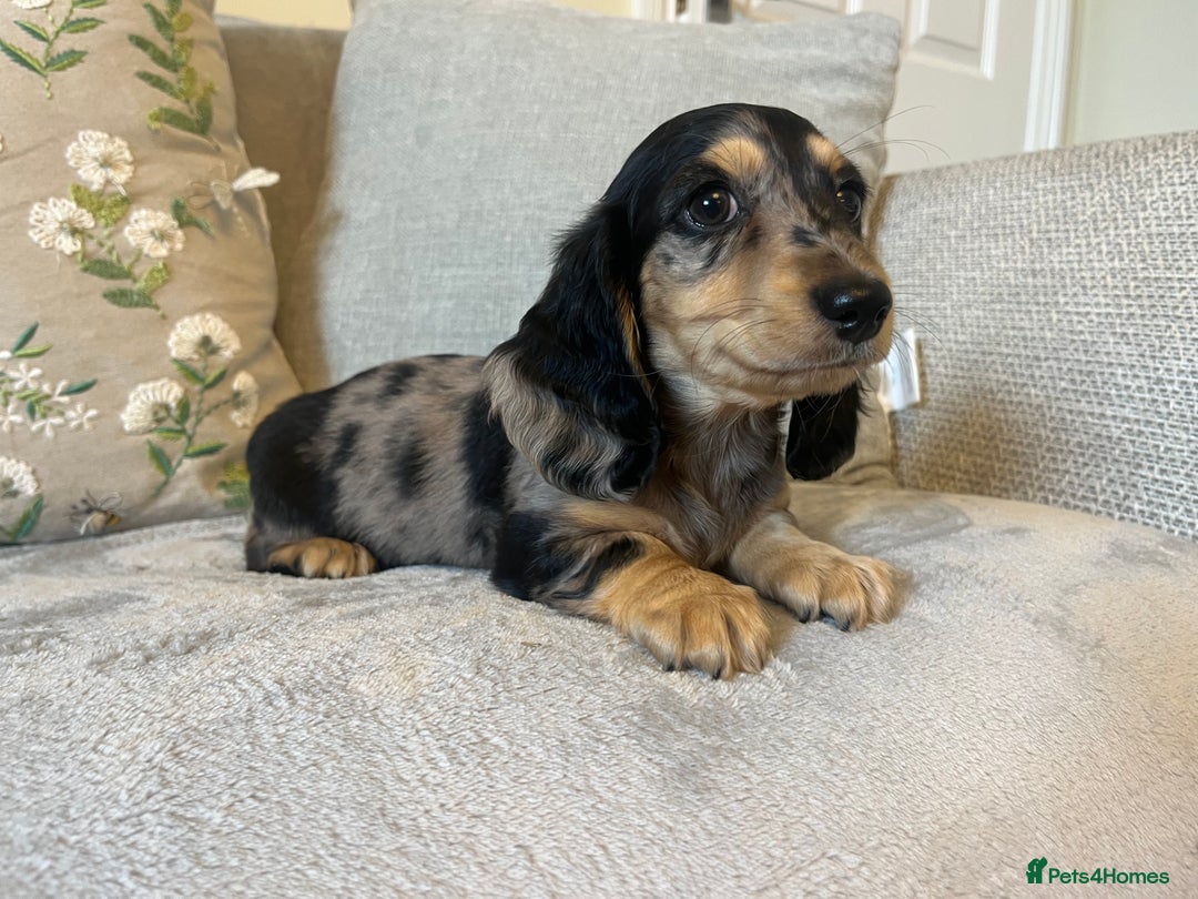Miniature Dachshund dogs for sale: READY NOW Miniature long hair dachshund  - Image 21
