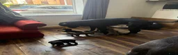 Cane Corso dogs for sale: Cane Corso Puppies for sale  in Hull - Advert 8