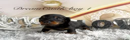 Miniature Dachshund dogs for sale: Adorable miniature datchund Kc reg boys available  - Advert 32