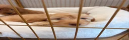 Labradoodle dogs for sale: LICENSED BREEDER HEALTH TESTED MINI LABRADOODLES - Advert 23