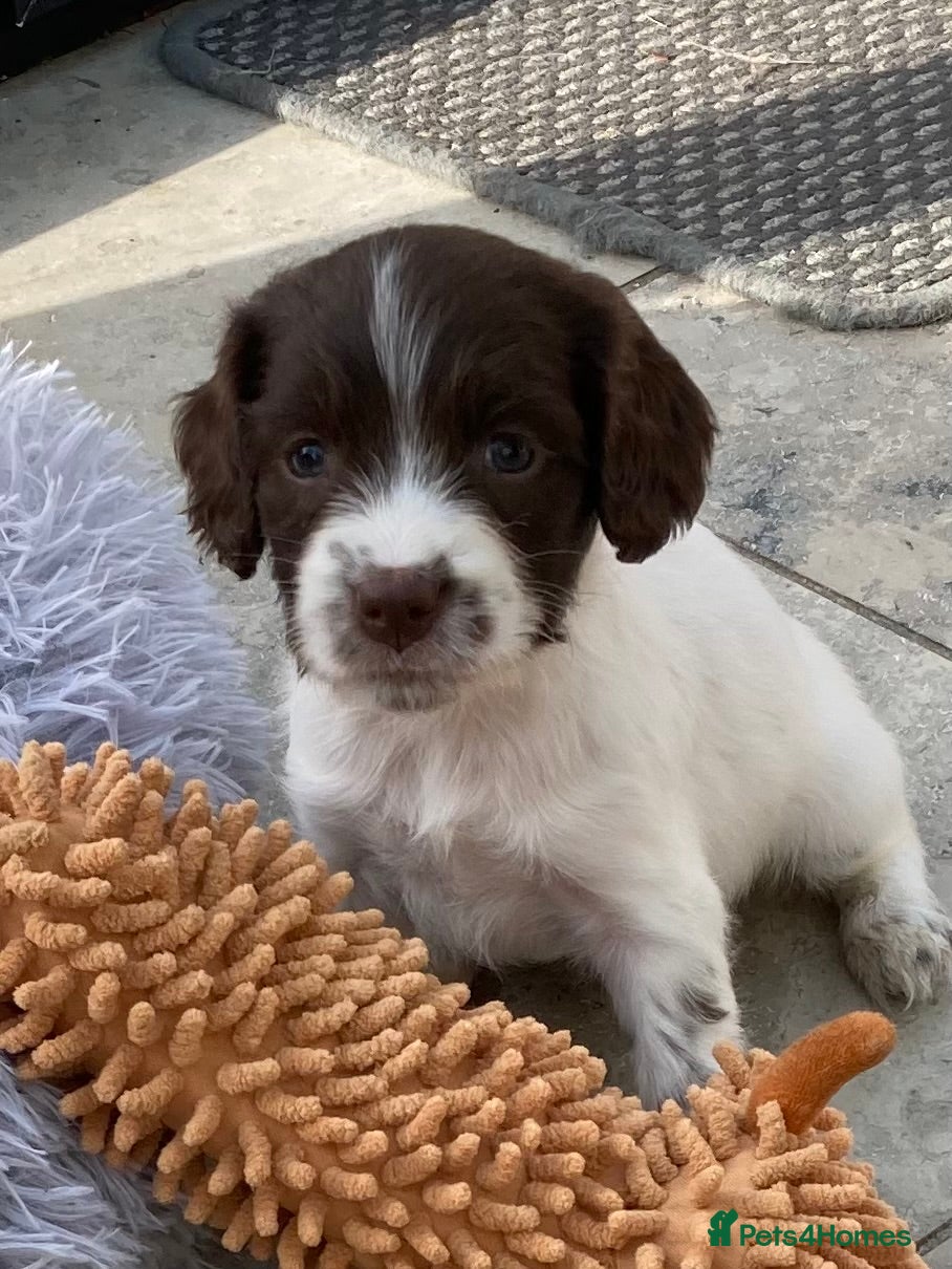 English Springer Spaniel dogs Pedigree English Springer Spaniel Pups KC Reg - Advert 2