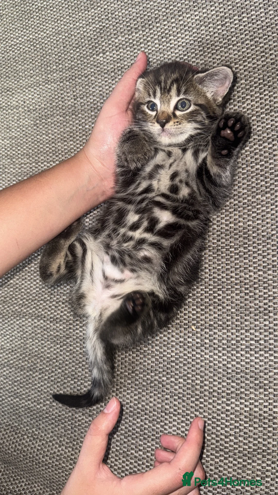 Mixed Breed cats for sale: Potty trained kittens for sale  - Advert 10