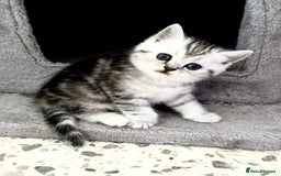 British Shorthair cats for sale: GCCF British short hair kittens for loving homes  - Image 13