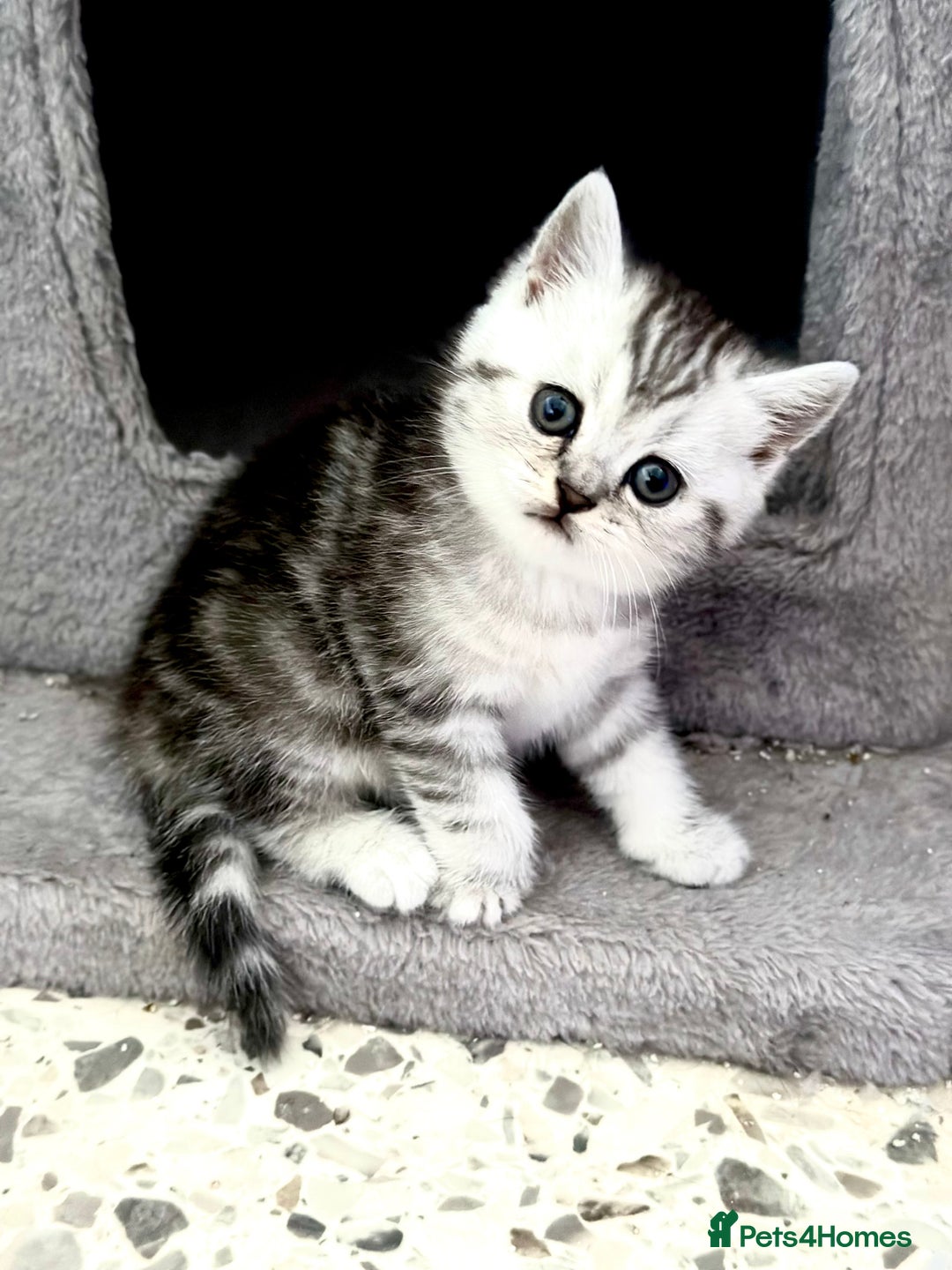 British Shorthair cats for sale: GCCF British short hair kittens for loving homes  - Image 13