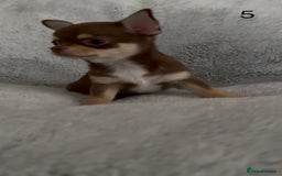 Chihuahua dogs for sale: Beautiful chihuahua pups - Image 13