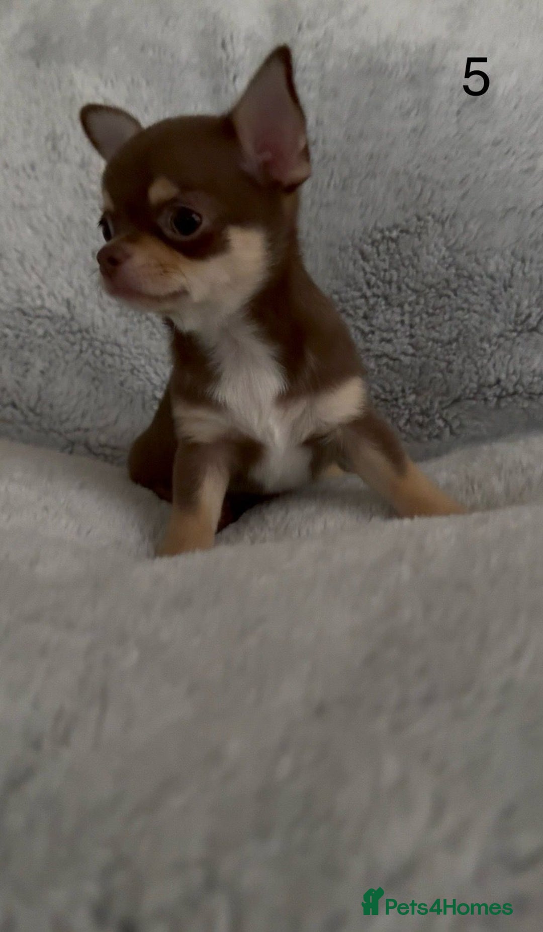 Chihuahua dogs for sale: Beautiful chihuahua pups - Image 13