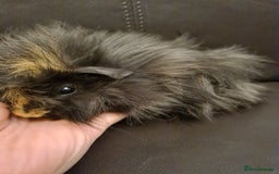 Guinea Pig rodents for sale: Long haired Peruvian-cross baby boys - Image 16