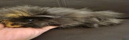 Guinea Pig rodents for sale: Long haired Peruvian-cross baby boys - Advert 16