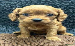 Cavapoo dogs for sale: Beautiful fully DNA tested Cavapoo's  - Image 21