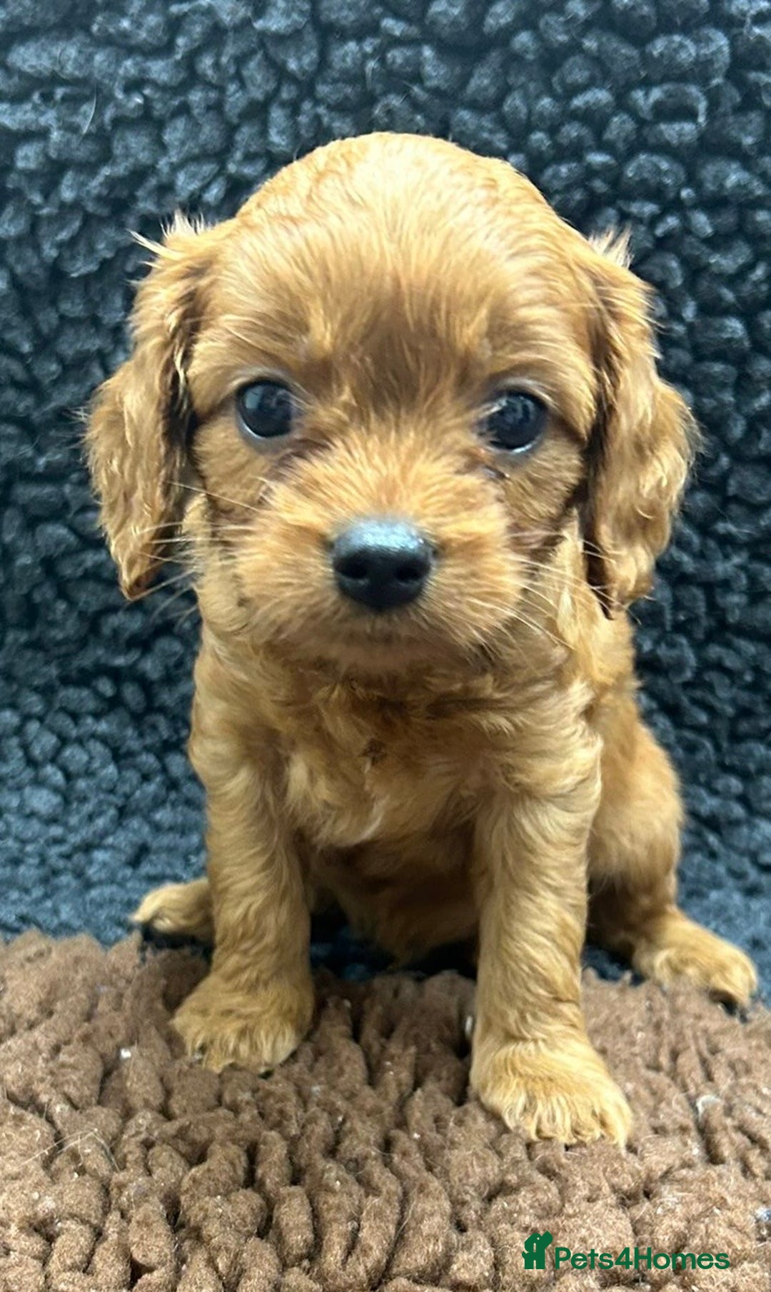Cavapoo dogs for sale: Beautiful fully DNA tested Cavapoo's  - Image 21