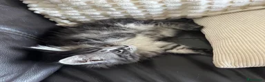 Maine Coon 2