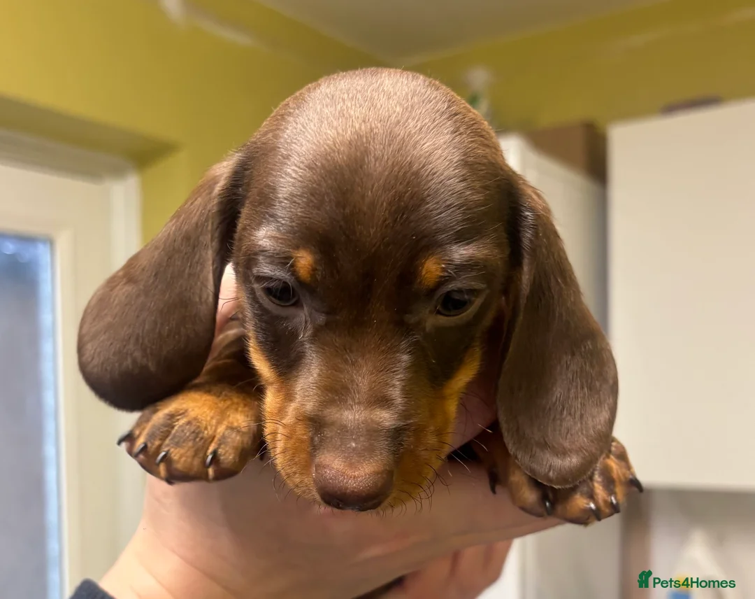 Miniature Dachshund dogs for sale: Stunning miniature dachshund puppies  - Advert 7