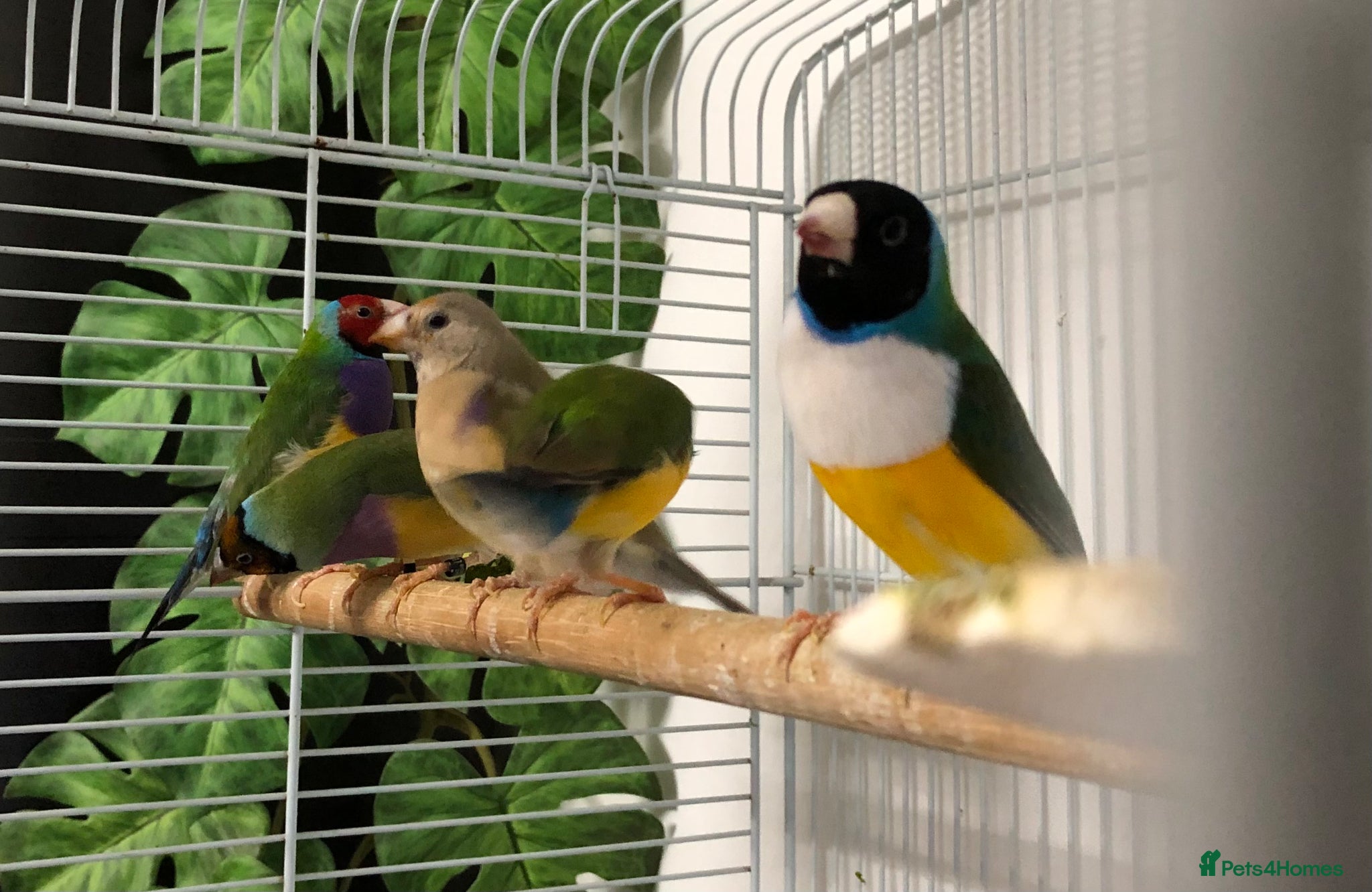 Finches birds Gouldian finches - Advert 18