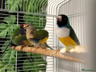 Finches birds Gouldian finches - Advert 18
