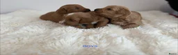 Cockapoo dogs for sale: Say Hello To Our Most Adorable Cockapoo Puppies - Advert 20