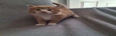 Domestic Shorthair 1