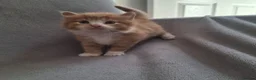 Domestic Shorthair cats for sale: 2 kittens: 1 ginger male and 1 tortie girl - Advert 3