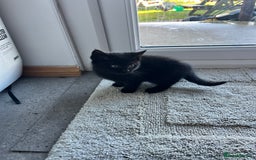 Mixed Breed cats for sale: Kittens for sale  - Advert 6