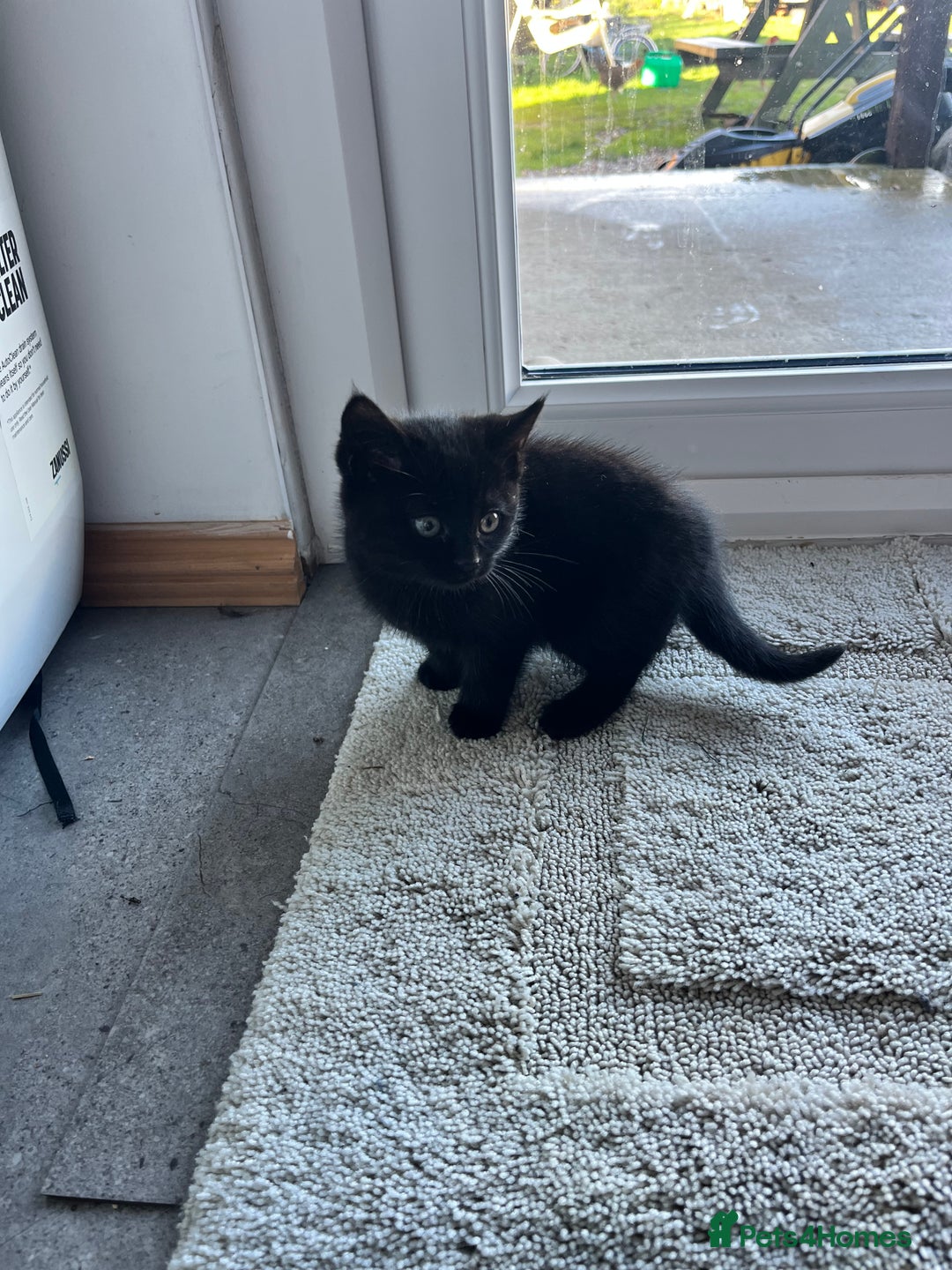 Mixed Breed cats for sale: Kittens for sale  - Advert 6