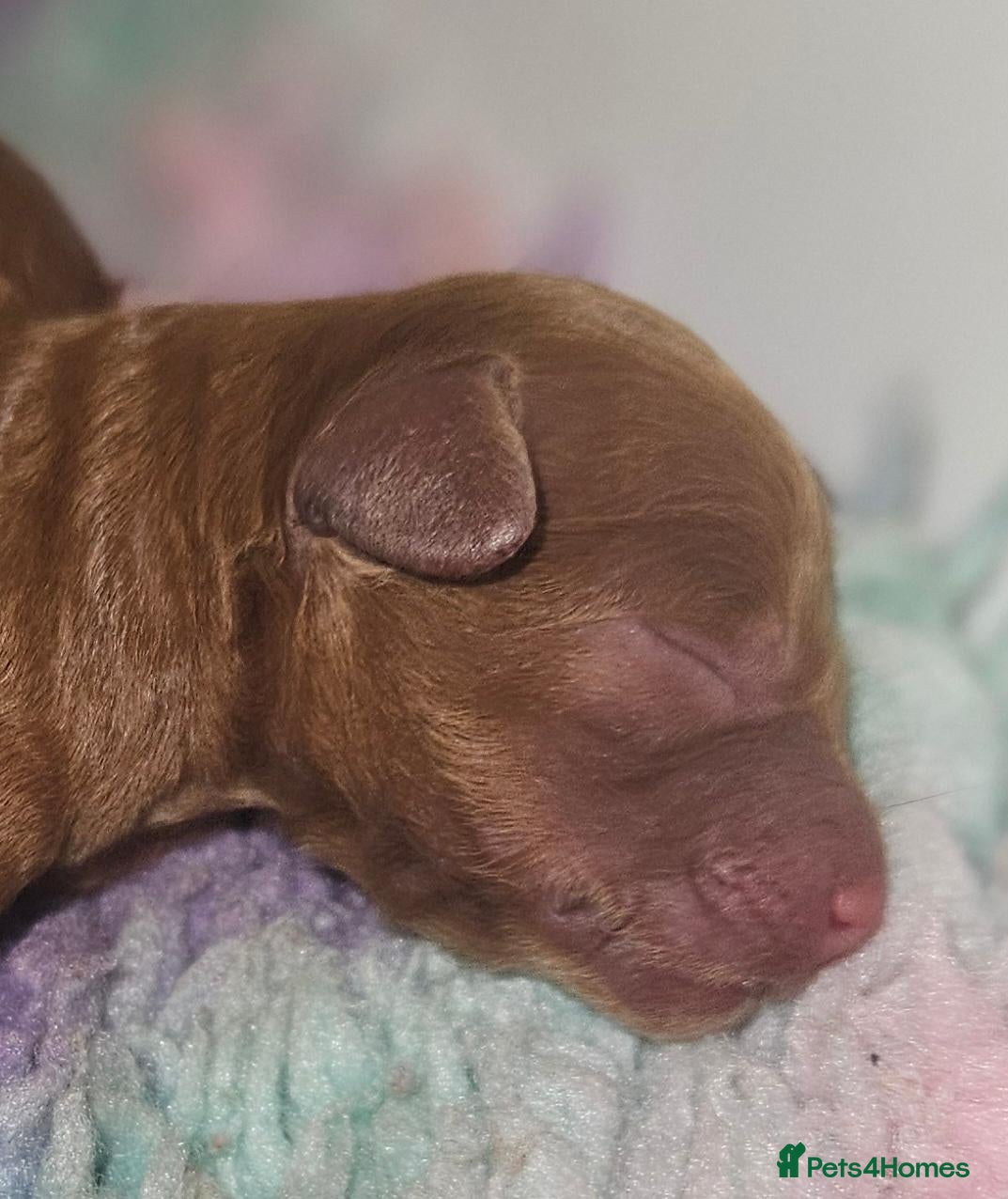 Cavapoo dogs Licensed breeder,dna clear red tiny cavapoo pups  - Advert 2