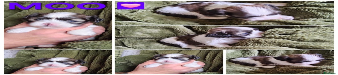 Moo