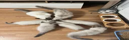 Ragdoll cats for sale: Ragdoll kittens - Advert 9