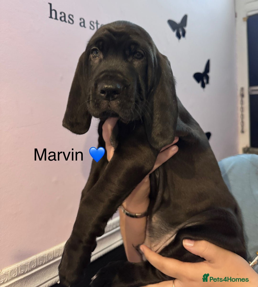 Mixed Breed dogs for sale: Cane corso x cocker spaniel puppies - Image 1