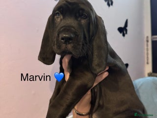 Mixed Breed dogs - Advert 35