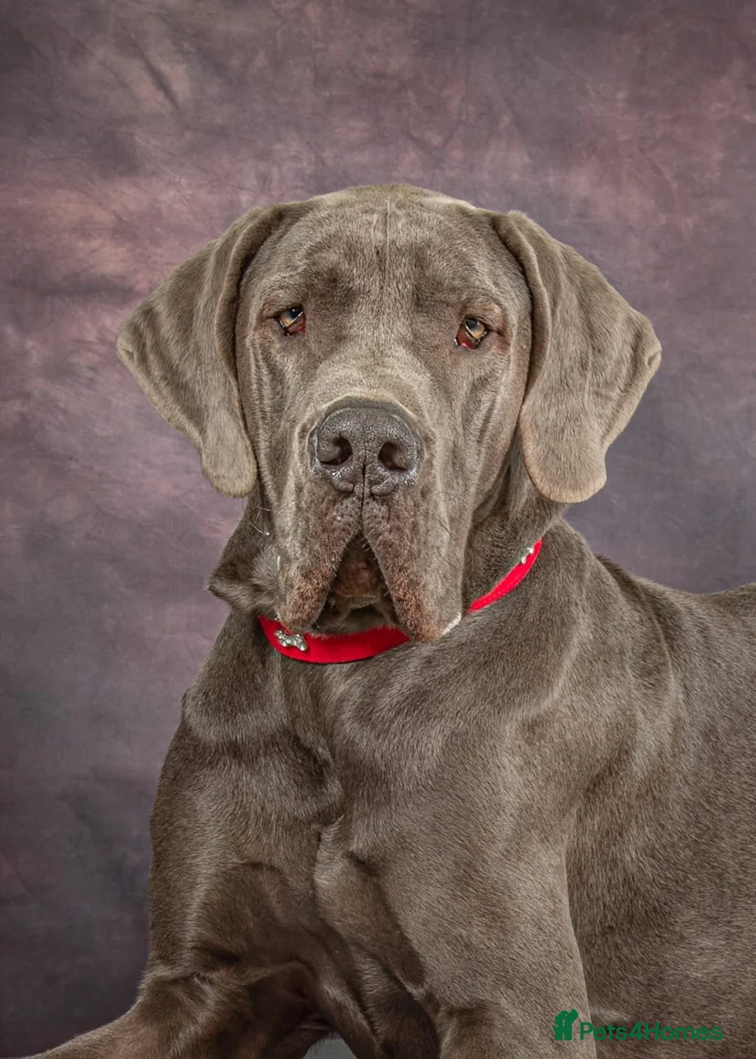 Great Dane dogs for sale: Gorgeous blue KC Great Danes - Advert 2