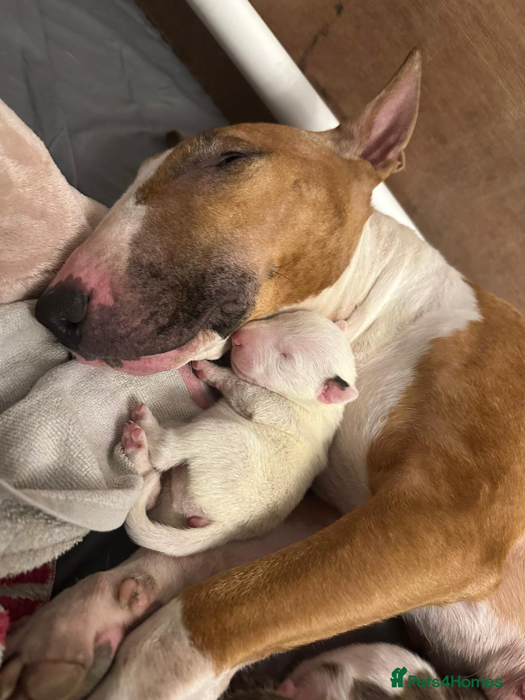 English Bull Terrier dogs for sale: Champion bloodline English bullterrier puppys. - Advert 5