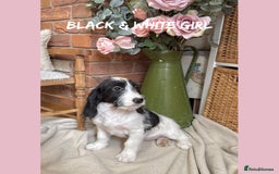 Mixed Breed dogs for sale: ☀️PERFECT POOGLES (beagleXminiature poodle)☀️ in Rhayader - Image 20